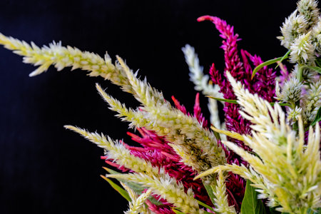Colorful celosia flower on black background with copy space.の写真素材