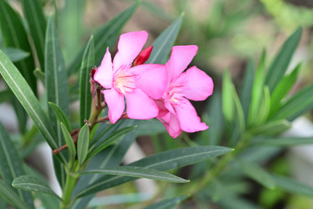 Pink oleander flower in the garden, closeup of photo