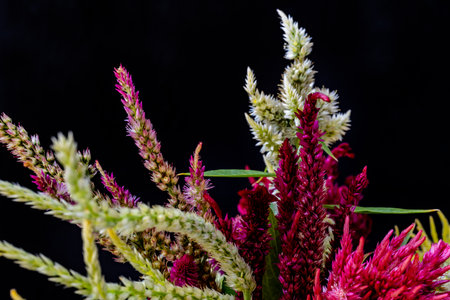 Colorful celosia flowers isolated on black background, close upの写真素材
