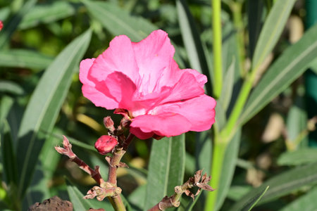 Pink oleander flower in the garden, closeup of photo