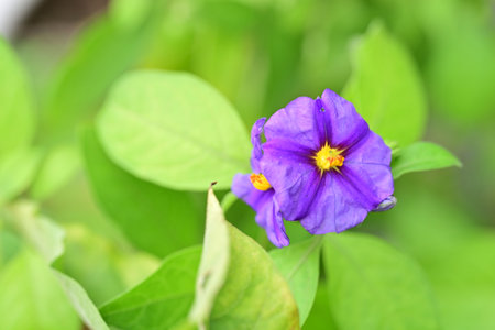 Pink flower in the garden. Close up view.の写真素材