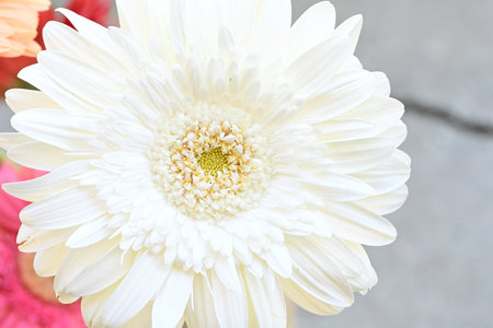 white gerbera flower in the garden, closeup of photoの写真素材