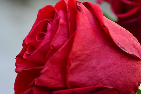 Red rose close up in the garden. Macro shot with shallow depth of field.の写真素材