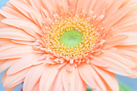 Orange gerbera flower close up, natural background, selective focus