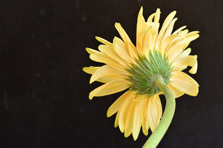 Yellow gerbera flower isolated on black background. Close up.の写真素材