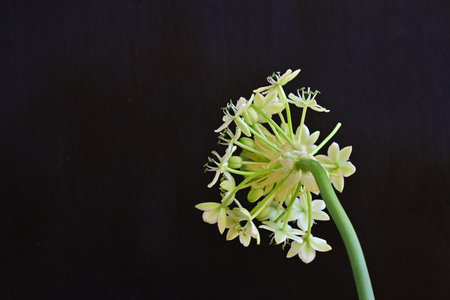 Close-up of a chive flower on a black background.