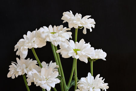White chrysanthemums on a black background close-up