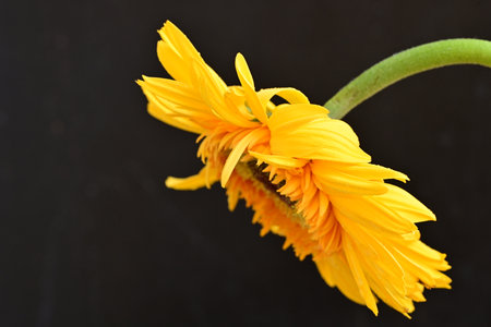 yellow gerbera flower on black background, closeup of photoの写真素材