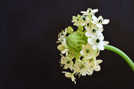 White flower on black background with space for your text, stock photoの写真素材