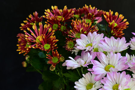 Colorful chrysanthemum flowers in a vase on black background