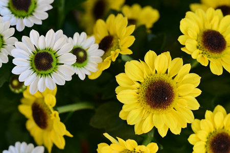Chrysanthemums are a genus of flowering plants in the sunflower family Asteraceae.の写真素材