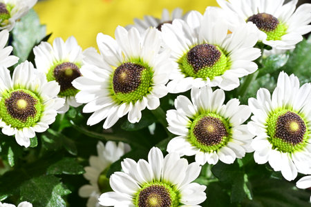 White chrysanthemums in a vase on a yellow background