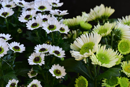 White chrysanthemum flowers in the garden. Close up.の写真素材