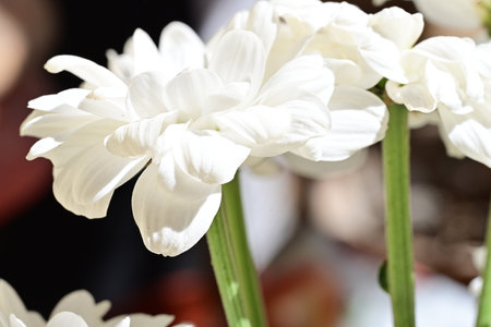 White chrysanthemums. Shallow depth of fieldの写真素材