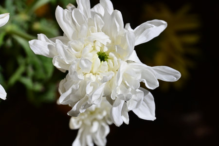 White chrysanthemum on a dark background close-upの写真素材