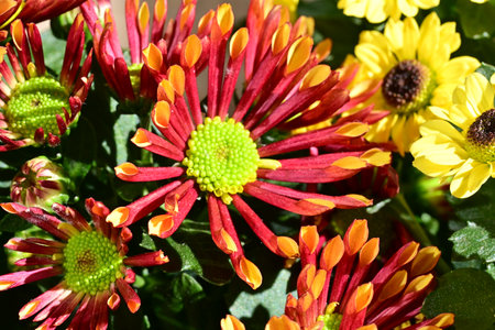 Close up of colorful chrysanthemum flowers in the garden