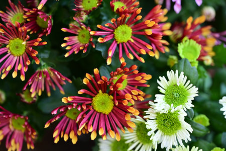 Colorful chrysanthemum flowers in the garden, stock photo