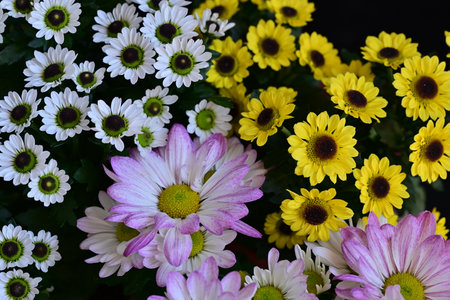 Beautiful bouquet of daisies