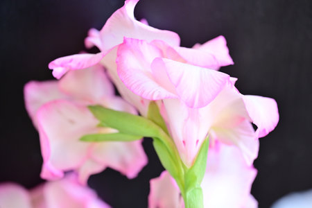 Beautiful gladiolus flower in vase, closeup of photoの写真素材