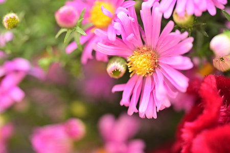 Aster flowers close-up, selective focus, shallow depth of field