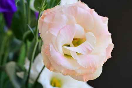 Beautiful eustoma flowers in a vase, closeupの写真素材
