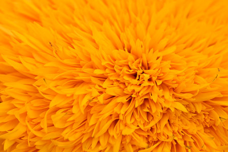 Marigold flower close up background. Marigold flower backgroundの写真素材