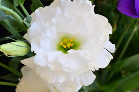 Beautiful white eustoma flower with green leaves and buds.