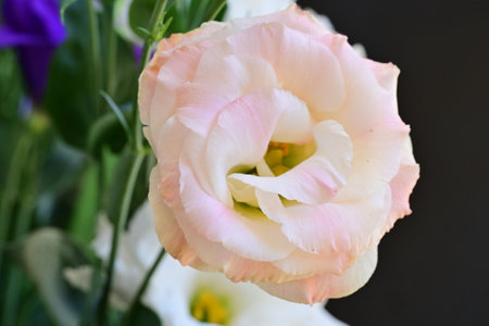 Bouquet of eustoma flowers in pink and white colorsの写真素材