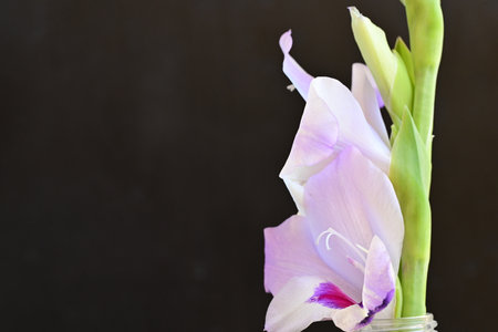 Beautiful gladiolus flower on a black background with copy spaceの写真素材