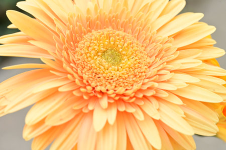 Orange gerbera flower in the garden, closeup of photoの写真素材