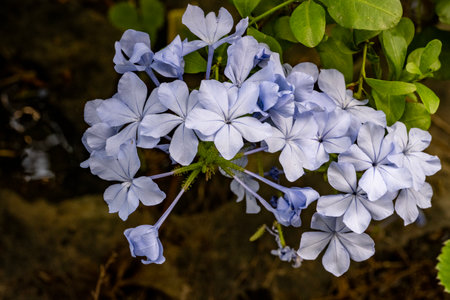 Plumbago auriculata or Cape Leadwort flowerの写真素材