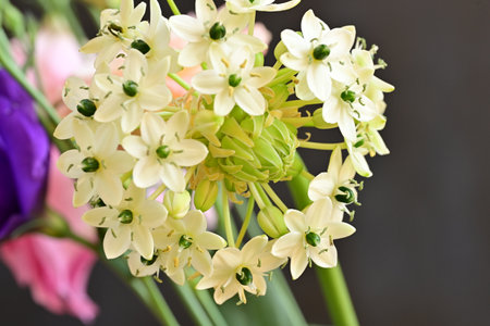 Beautiful bouquet of freesia flowers close-up.