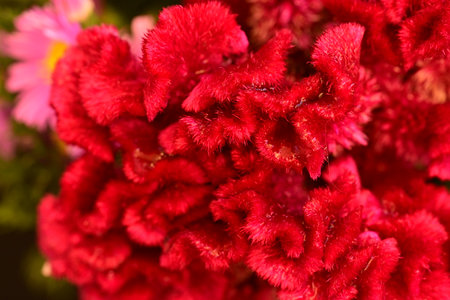 close up of red cockscomb flower in garden, stock photoの写真素材