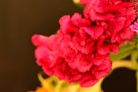 Celosia argentea flower close up, stock photo