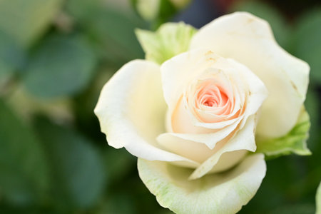 Beautiful white rose in the garden, shallow depth of field.の写真素材