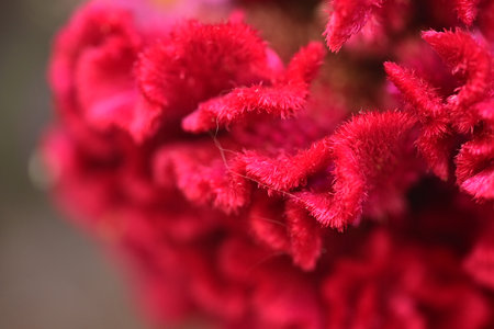 Celosia argentea flower close up background, selective focus