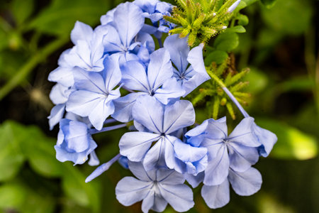 Close up of blue flowers in a garden. (Plumbago auriculata)の写真素材