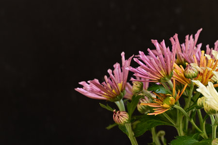 Chrysanthemum flowers isolated on black background with copy spaceの写真素材