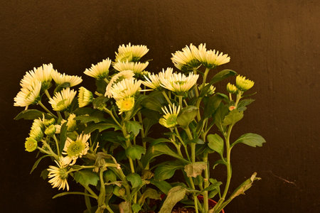 Chrysanthemum flowers in a pot, closeup of photo