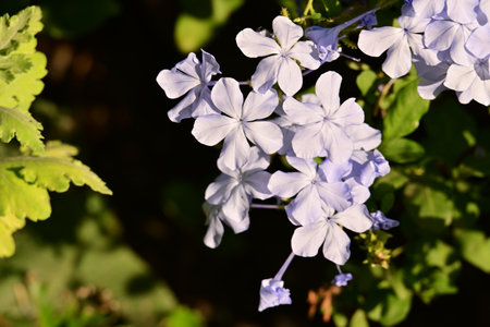 Plumbago auriculata, Cape leadwort, Plumbago auriculataの写真素材