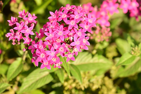 Pink flowers in the garden with green leaves on a sunny day.の写真素材
