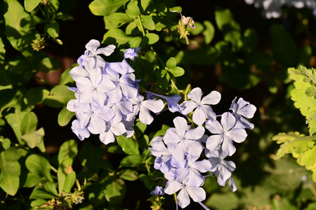 Plumbago auriculata, Cape leadwort, Plumbago auriculataの写真素材