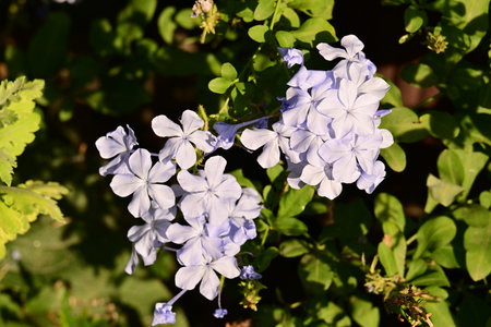 Plumbago auriculata, Cape leadwortの写真素材