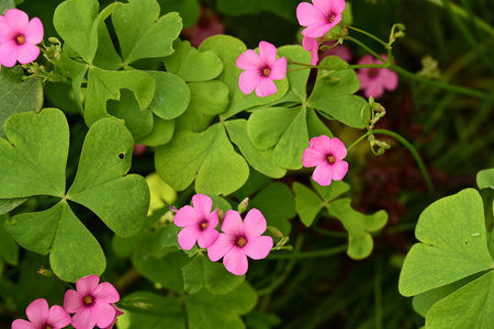 Close up of pink flowers of Oxalis (Oxalis acetosella)の写真素材