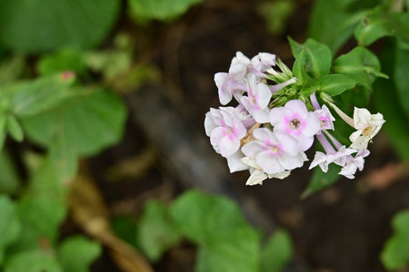 Phlox paniculata, Phlox paniculata in gardenの写真素材