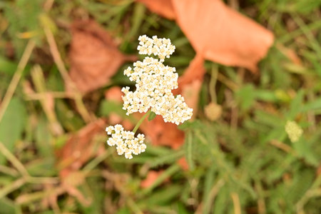 Achillea millefolium flower on the meadow