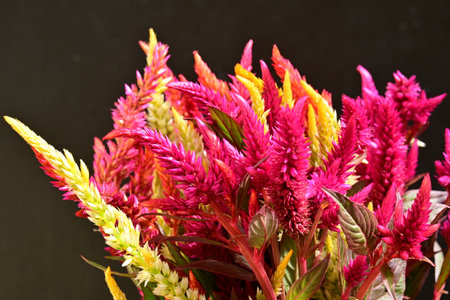 Celosia argentea flowers bouquet on black backgroundの写真素材