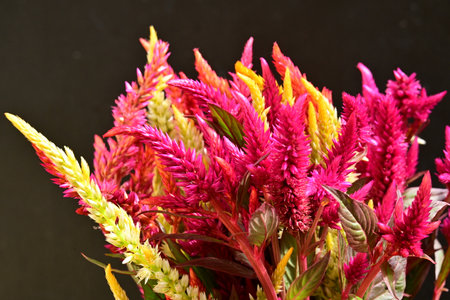 Celosia argentea, Gran Canaria, Spainの写真素材