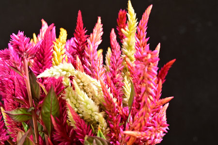 colorful celosia flowers bouquet on black background, close upの写真素材