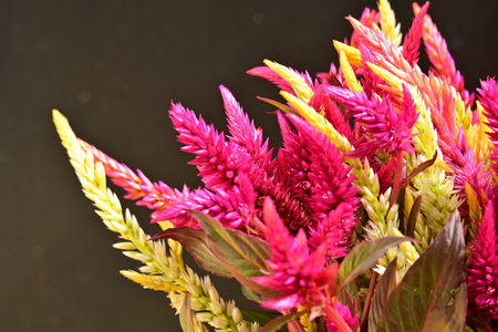 close up of colorful celosia flower bouquet on black backgroundの写真素材